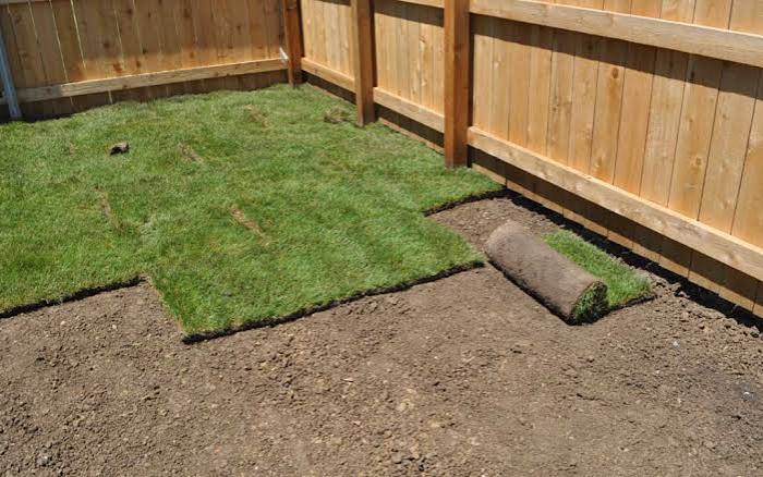 Fresh sod installation in a residential backyard